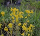 Euphorbia pekinensis