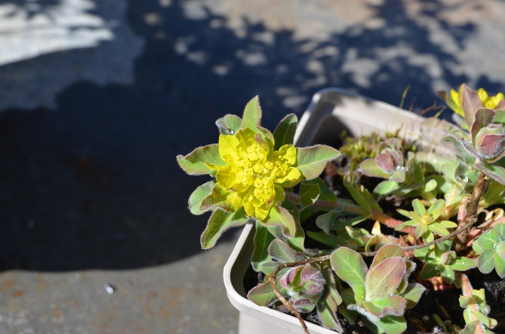 Euphorbia polychroma