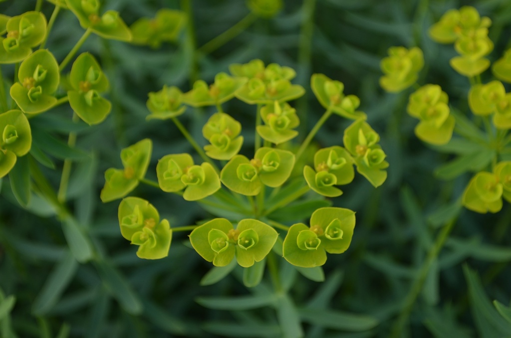 Euphorbia seguieriana ssp. niciciana