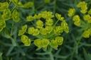 Euphorbia seguieriana ssp. niciciana