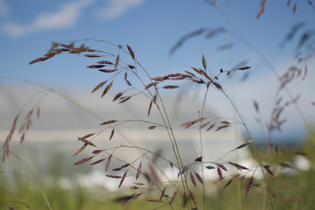 Festuca amethystina