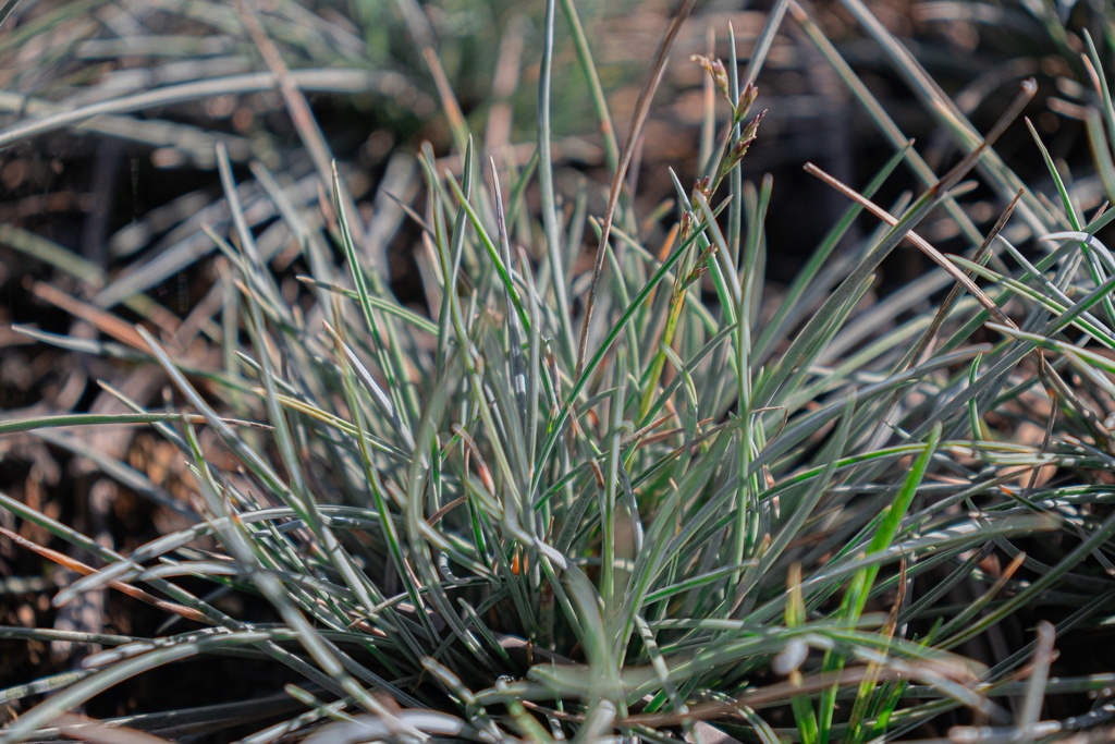 Festuca glauca 'Elijah Blue' (Bio)