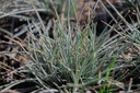 Festuca glauca 'Elijah Blue'