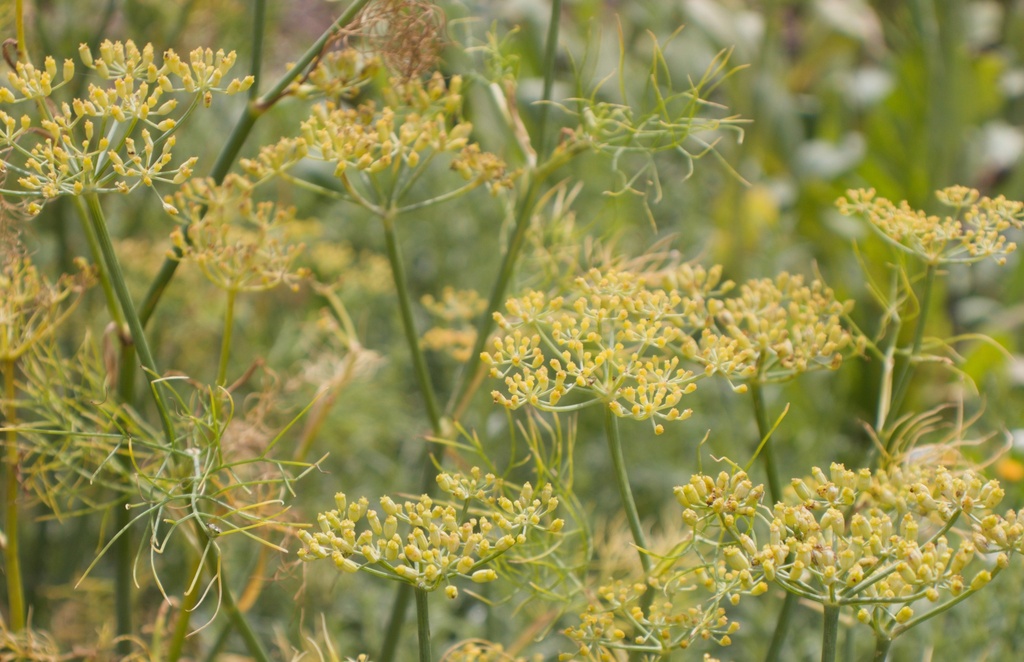 Foeniculum vulgare (Bio)