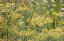 Foeniculum vulgare