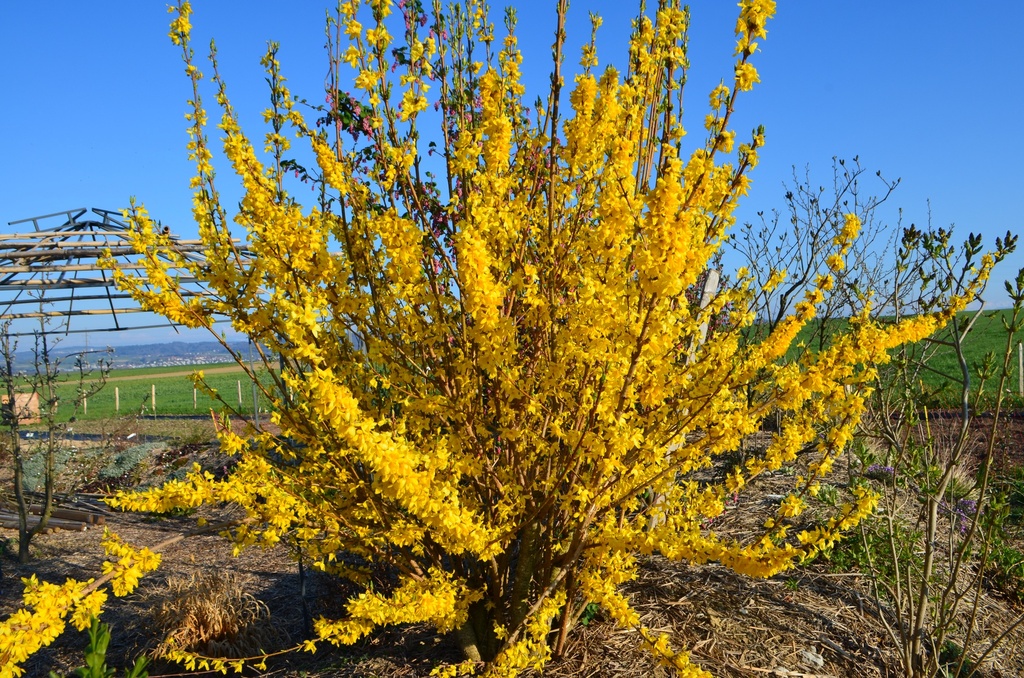 Forsythia intermedia 'Week-end' (1L, Bio)