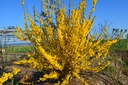 Forsythia intermedia 'Week-end'