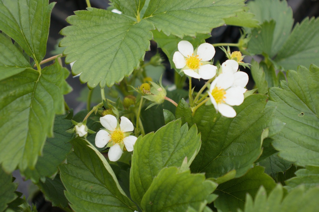 Fragaria ananassa (x) 'Elsanta'