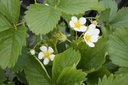 Fragaria ananassa (x) 'Elsanta'
