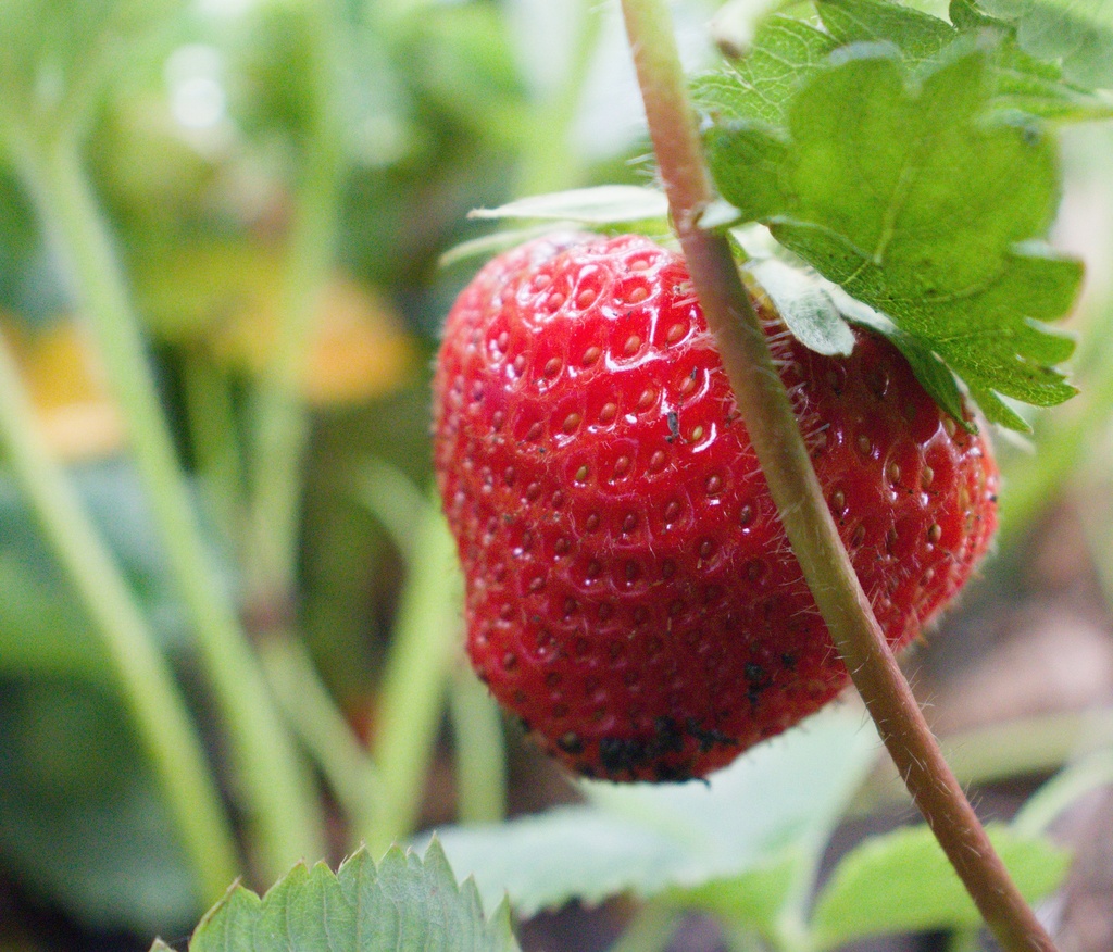 Fragaria annanasa (x) 'Petrino' (Bio)
