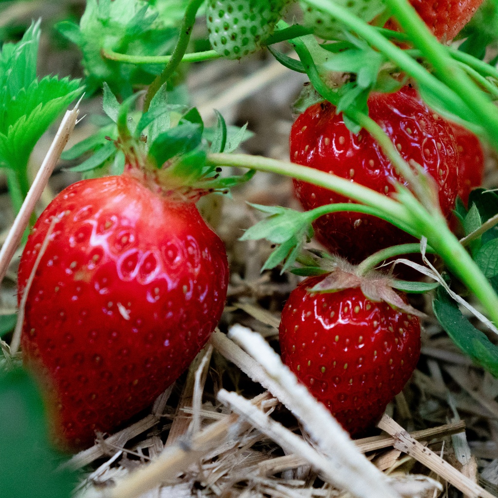 Fragaria annanasa (x) 'Cléry'