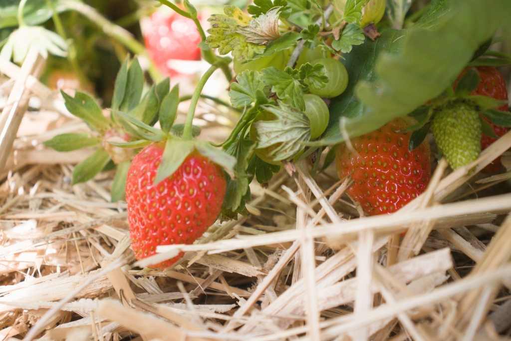 Fragaria annanasa (x) 'Mariguette'