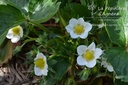 Fragaria annanasa (x) 'Mariguette'