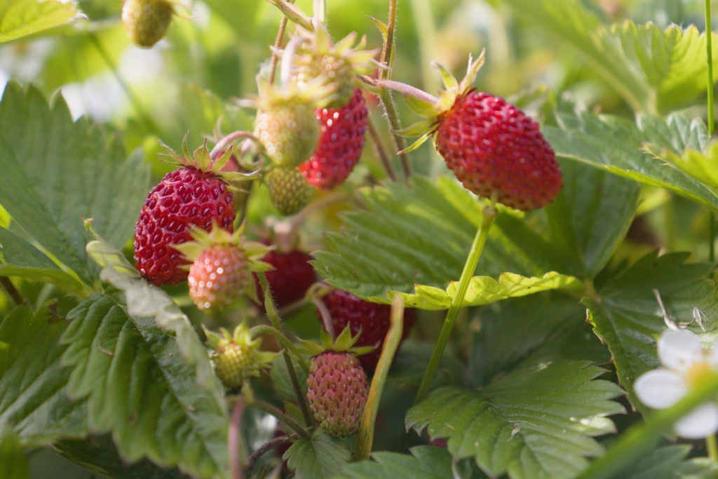 Fragaria vesca (Bio)