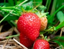 Fragaria vesca 'Mara des Bois'