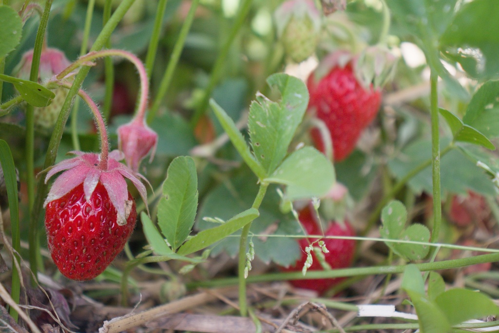 Fragaria annanasa (x) 'Wädenswil 6' (Bio)