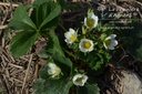 Fragaria annanasa (x) 'Wädenswil 6'