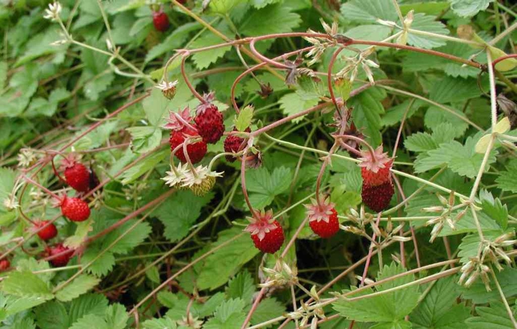 Fragaria vesca var. semperflorens 'Alexandria' (Bio)