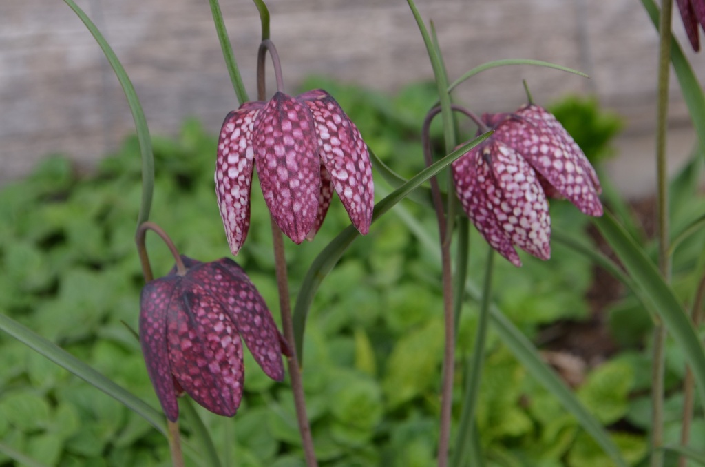 Fritillaria meleagris mélange