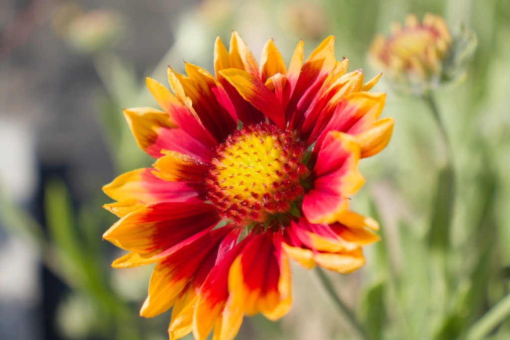 Gaillardia aristata 'Granada' (Bio)