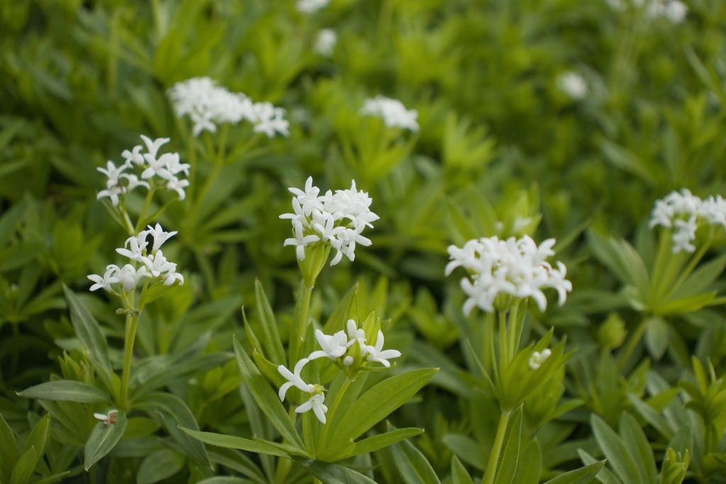 Galium odoratum (Bio)