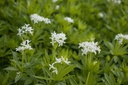 Galium odoratum