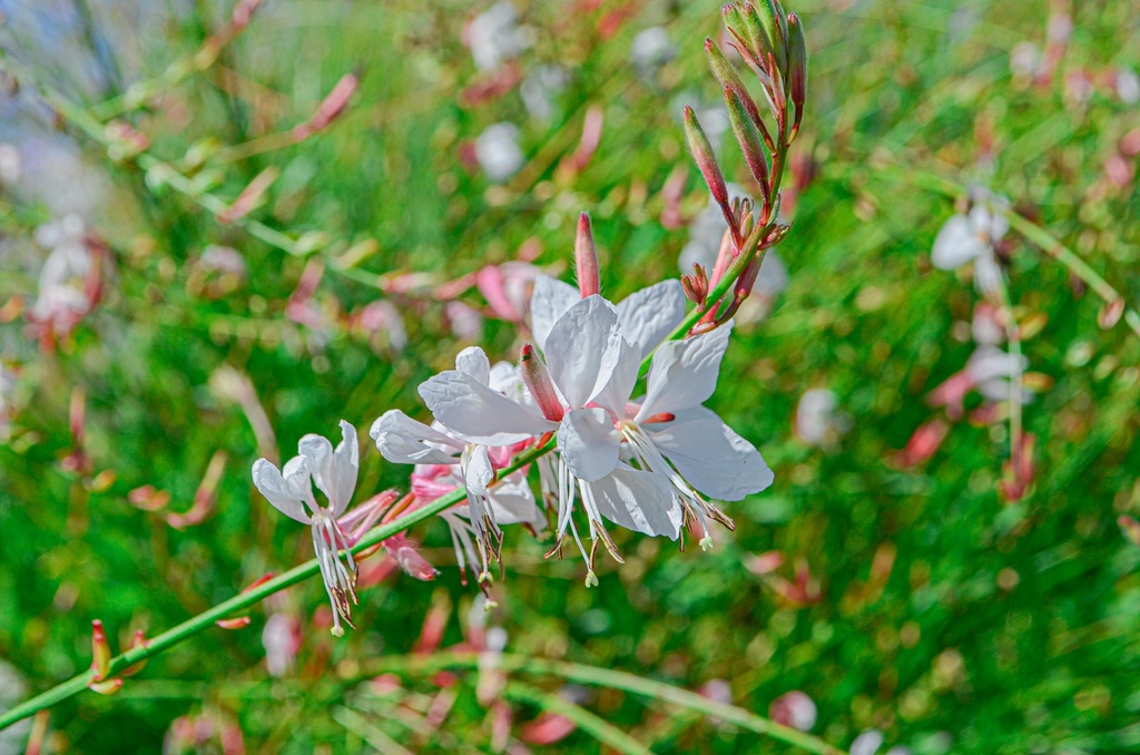 Gaura lindheimeri (Bio)