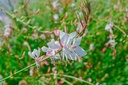 Gaura lindheimeri