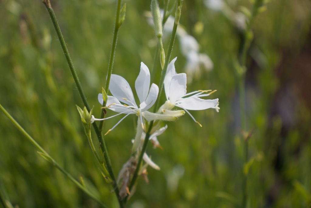 Gaura lindheimeri 'Cool Breeze' (Bio)