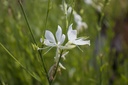 Gaura lindheimeri 'Cool Breeze'