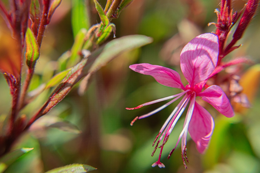 Gaura lindheimeri 'Siskiyou Pink' (Bio, 1 Lt.)