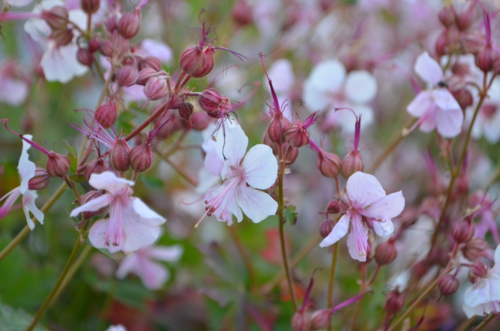 Geranium cantabrigiense (x) 'Biokovo'