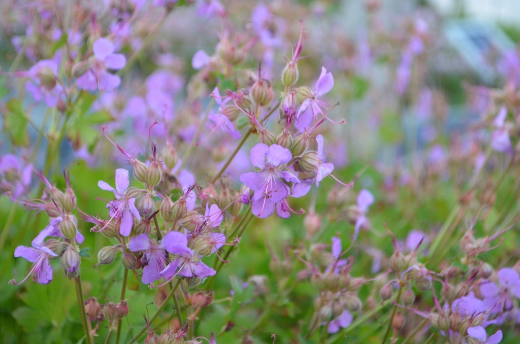 Geranium cantabrigiense (x) 'Cambridge' (Bio)