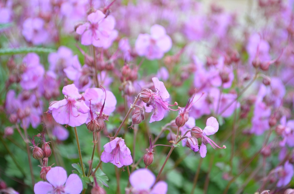Geranium cantabrigiense (x) 'Karmina'