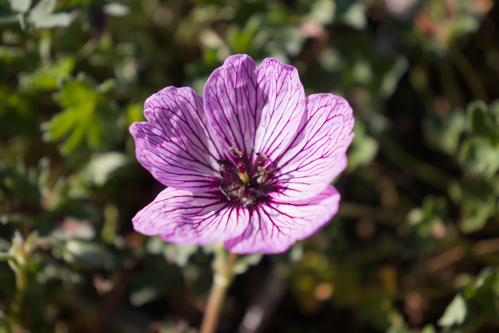 Geranium cinereum 'Ballerina'