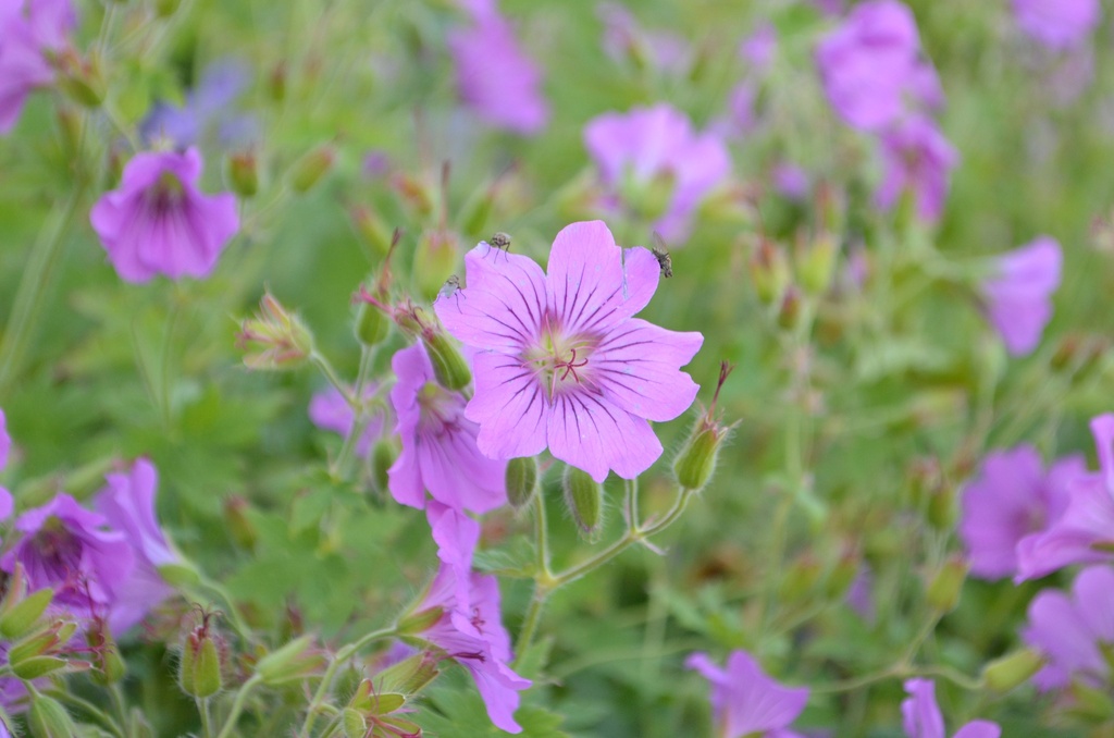 Geranium x gracilis 'Sirak' (Bio)