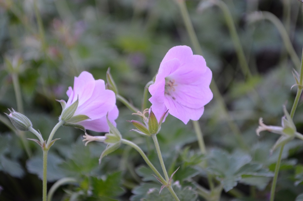 Geranium hybride 'Dreamland' (Bio)
