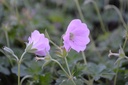 Geranium hybride 'Dreamland'