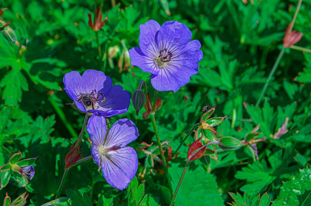 Geranium hybride 'Rozanne'®