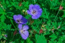 Geranium hybride 'Rozanne'®