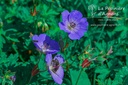 Geranium hybride 'Rozanne'®