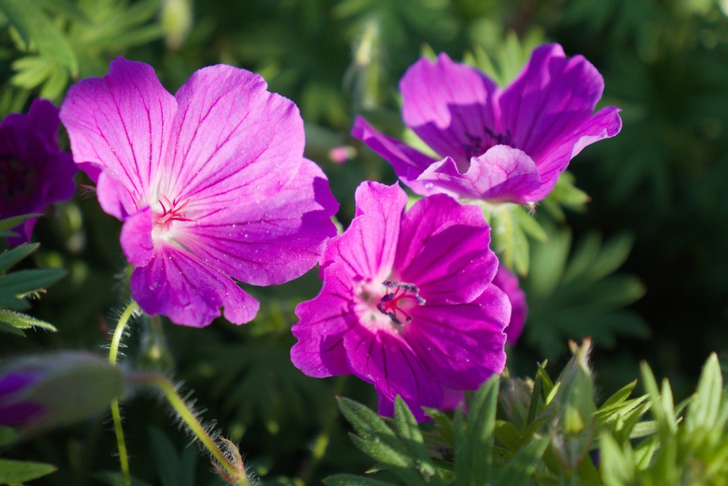 Geranium hybride 'Tiny Monster' (Bio)