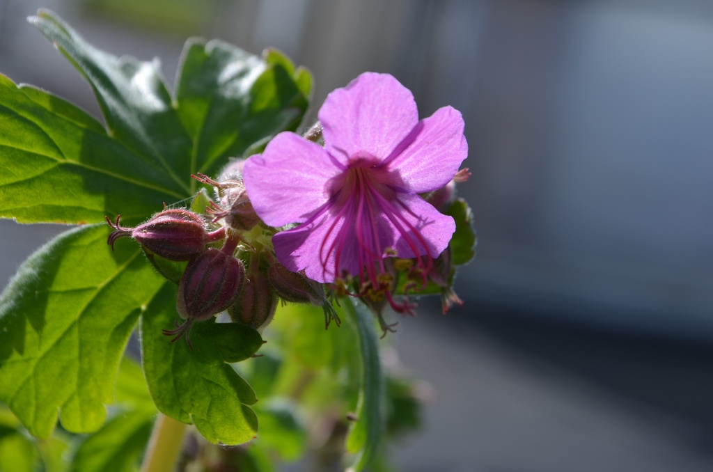 Geranium macrorrhizum (Bio)
