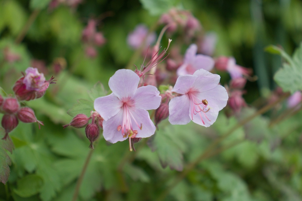 Geranium macrorrhizum 'Ingwersen' (Bio)