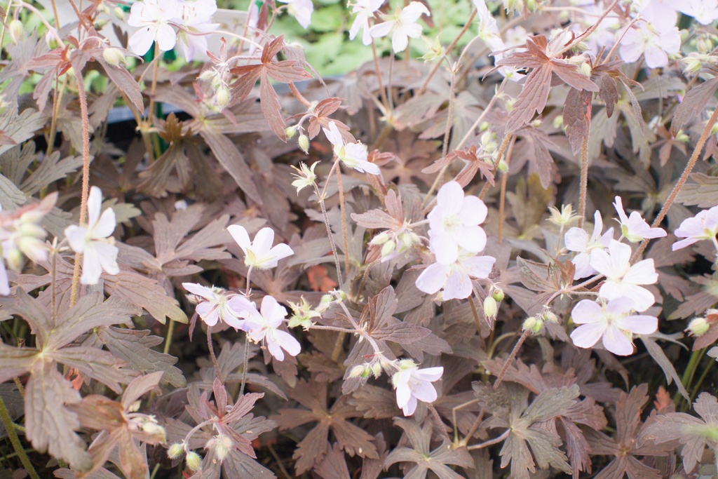 Geranium maculatum 'Espresso'