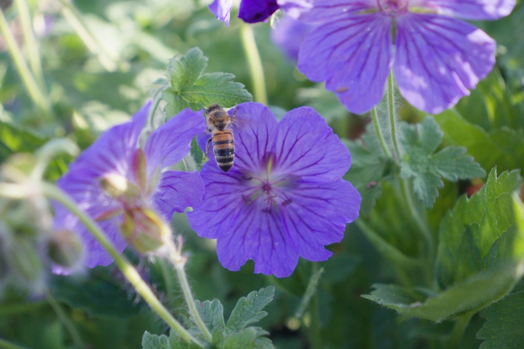 Geranium magnificum (x) 'Anemoniflorum'