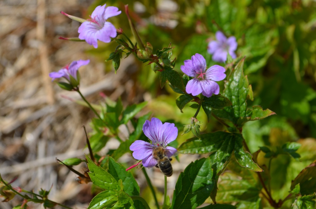 Geranium nodosum