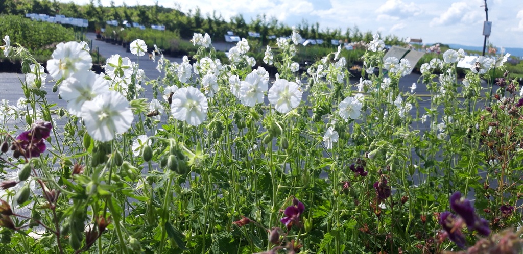 Geranium phaeum 'Album' (Bio)