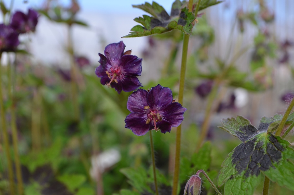 Geranium phaeum 'Samobor'