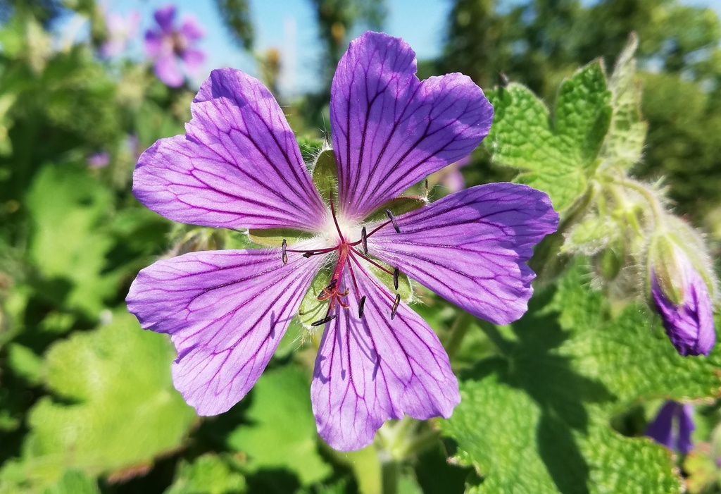 Geranium renardii 'Philippe Vapelle'